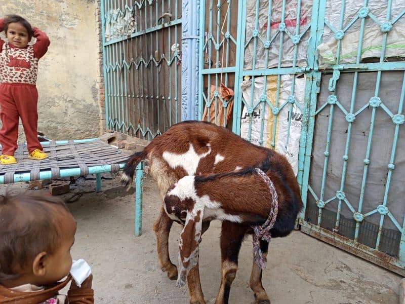 goats for sale 9