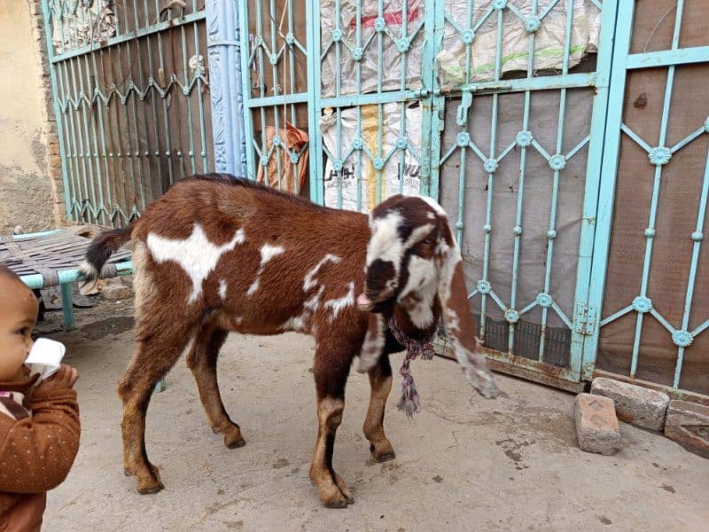 goats for sale 10