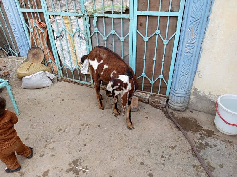 goats for sale 11