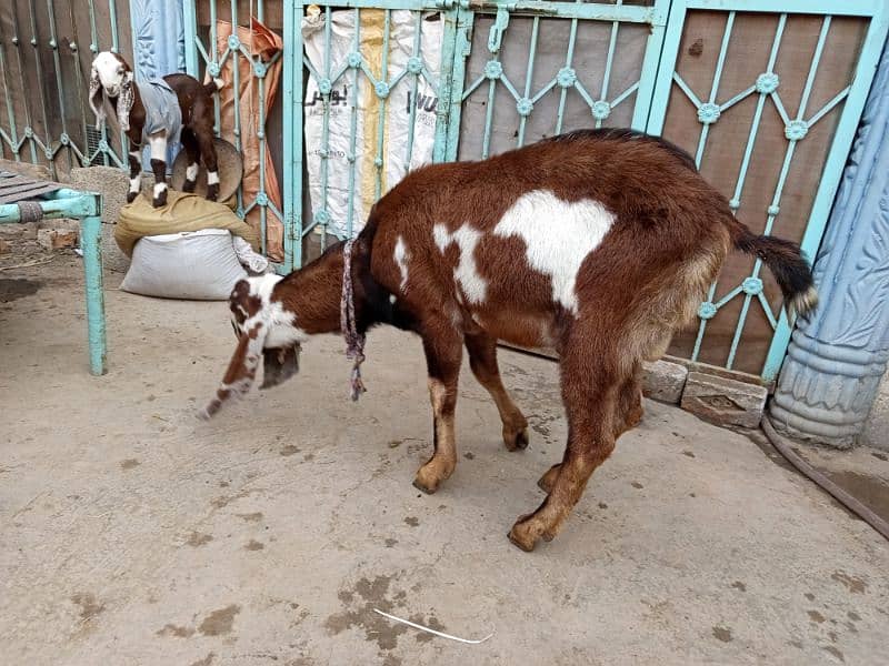 goats for sale 13