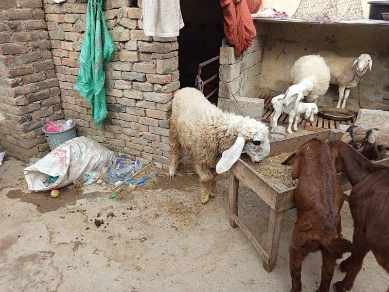 goats for sale 19