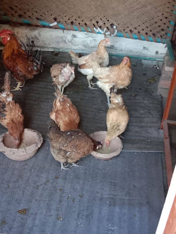 9 hens=1200=Rs,10800  contact number  03330031118  or 03184652688 0