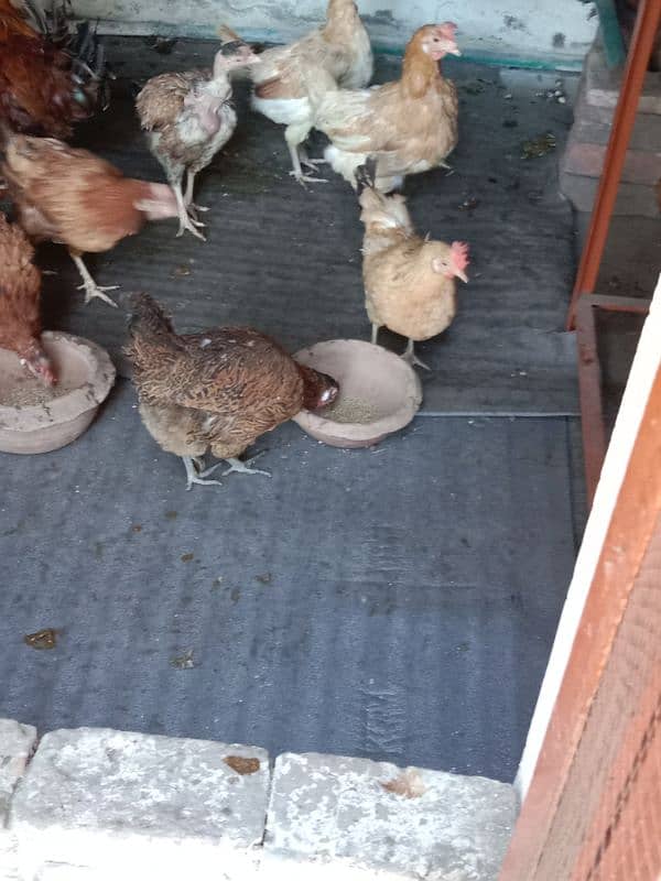 9 hens=1200=Rs,10800  contact number  03330031118  or 03184652688 1