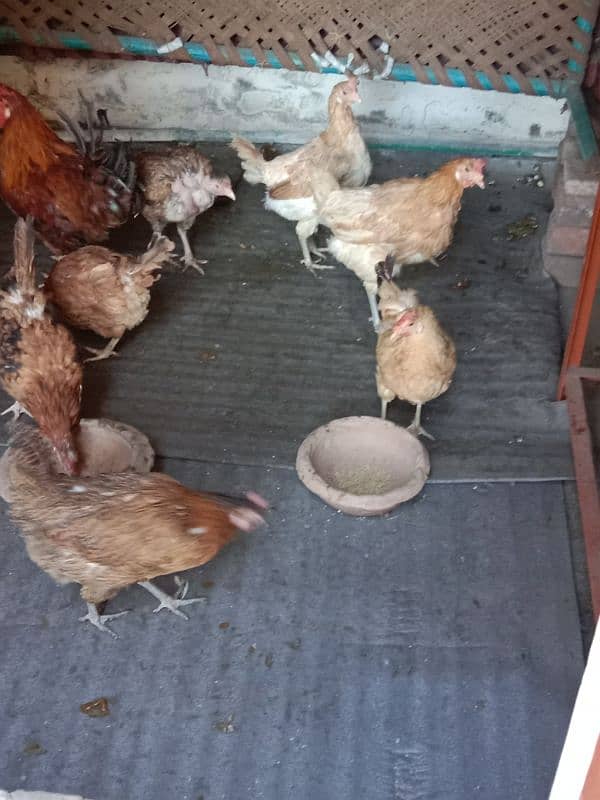 9 hens=1200=Rs,10800  contact number  03330031118  or 03184652688 2