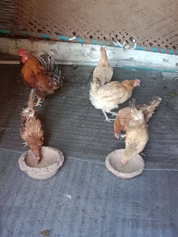 9 hens=1200=Rs,10800  contact number  03330031118  or 03184652688 4