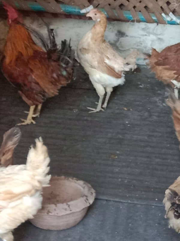 9 hens=1200=Rs,10800  contact number  03330031118  or 03184652688 5