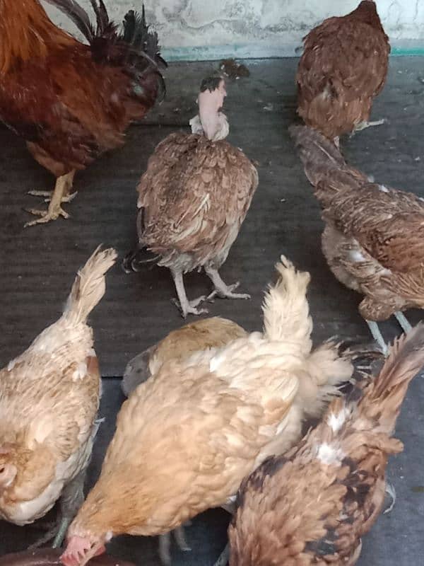 9 hens=1200=Rs,10800  contact number  03330031118  or 03184652688 6