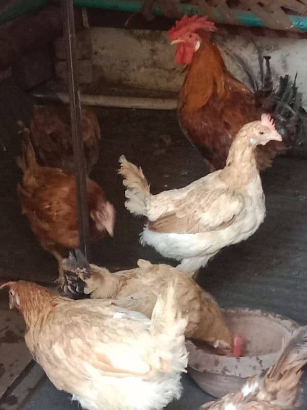 9 hens=1200=Rs,10800  contact number  03330031118  or 03184652688 7