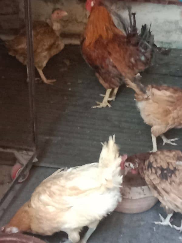 9 hens=1200=Rs,10800  contact number  03330031118  or 03184652688 8