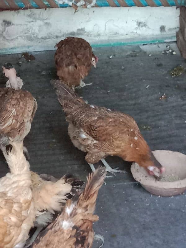 9 hens=1200=Rs,10800  contact number  03330031118  or 03184652688 9