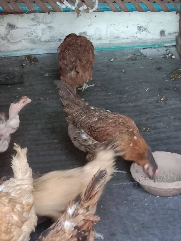 9 hens=1200=Rs,10800  contact number  03330031118  or 03184652688 10