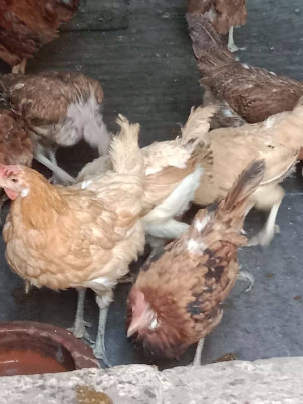 9 hens=1200=Rs,10800  contact number  03330031118  or 03184652688 11