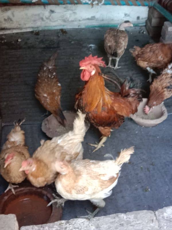 9 hens=1200=Rs,10800  contact number  03330031118  or 03184652688 12