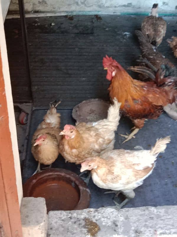 9 hens=1200=Rs,10800  contact number  03330031118  or 03184652688 13