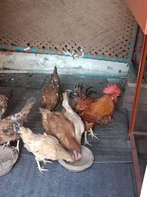 9 hens=1200=Rs,10800  contact number  03330031118  or 03184652688 14