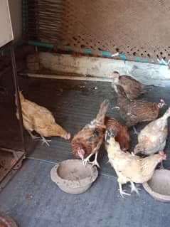 8 hens=aseel+desi mix=750 all hen= contact 03330031118