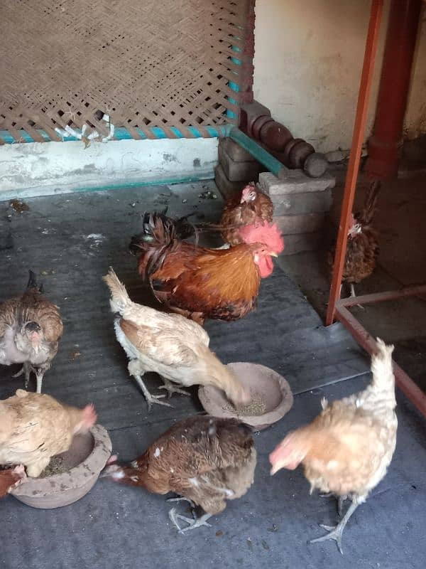 9 hens=1200=Rs,10800  contact number  03330031118  or 03184652688 16