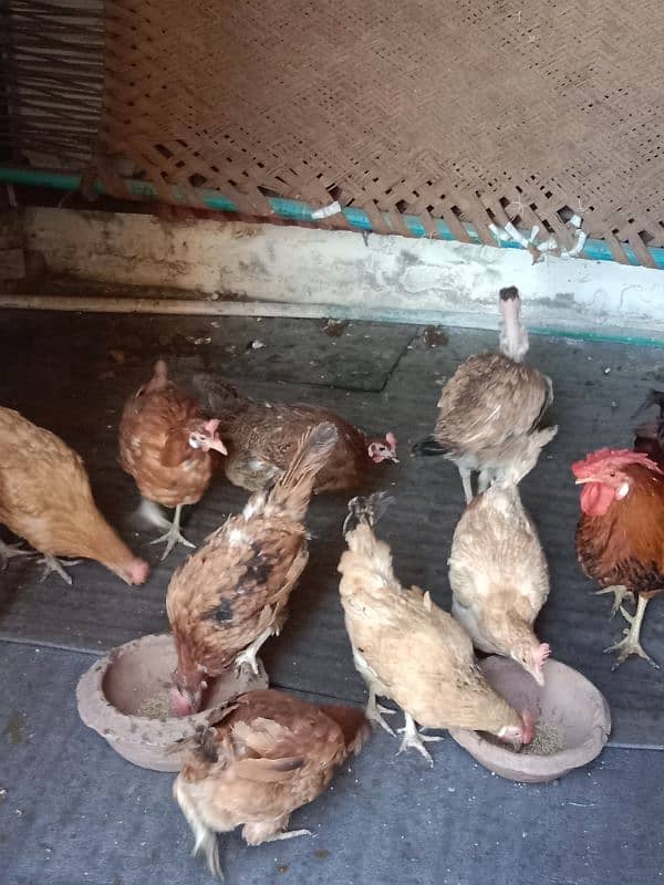 9 hens=1200=Rs,10800  contact number  03330031118  or 03184652688 17