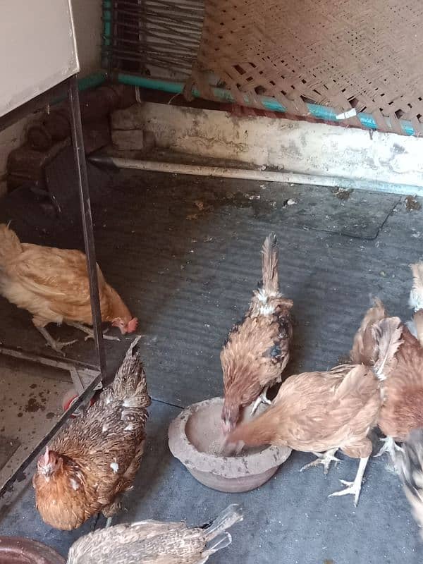 9 hens=1200=Rs,10800  contact number  03330031118  or 03184652688 18