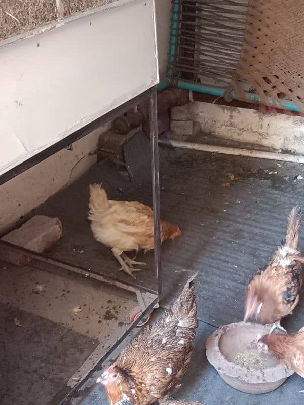 9 hens=1200=Rs,10800  contact number  03330031118  or 03184652688 19