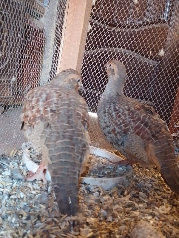 dakhni teetar pair breeder for sale 4