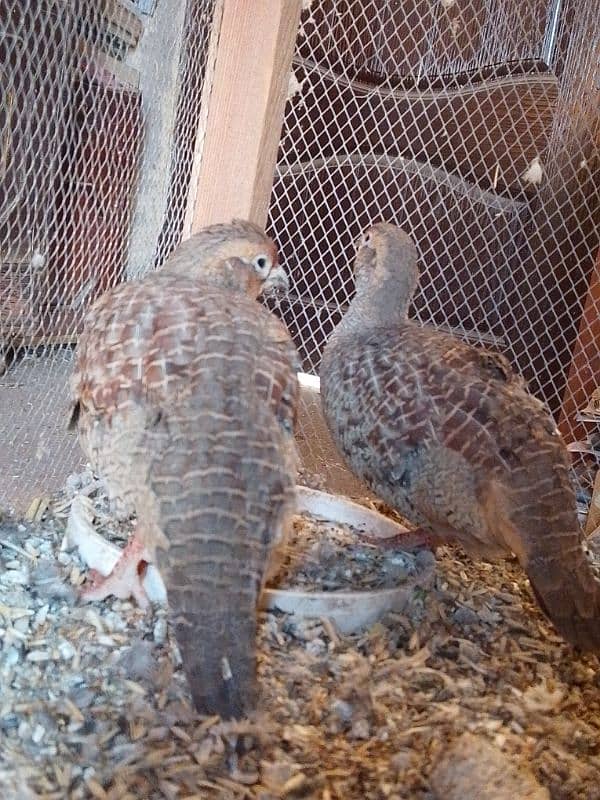 dakhni teetar pair breeder for sale 5