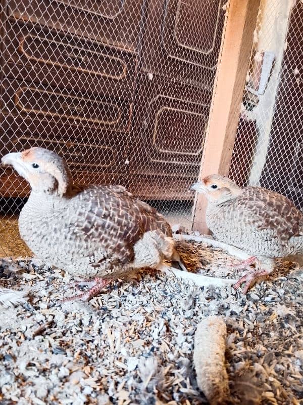 dakhni teetar pair breeder for sale 6