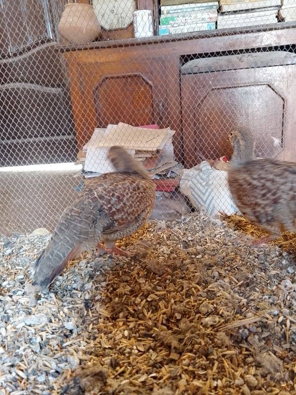 dakhni teetar pair breeder for sale 7