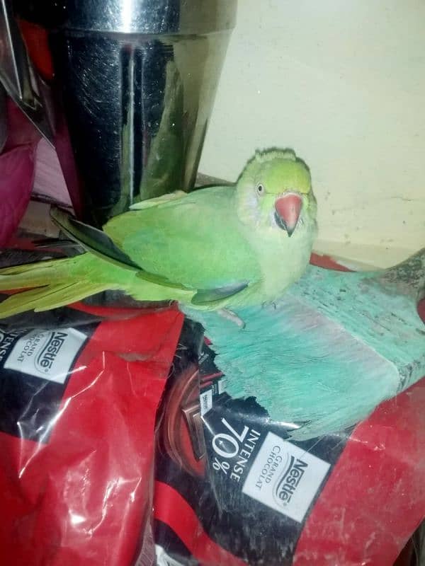 parrot for sale 1