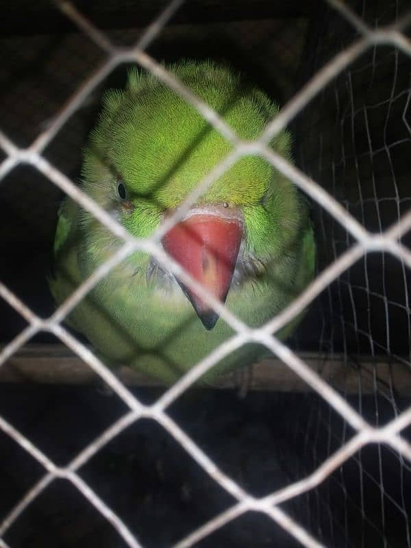 parrot for sale 2