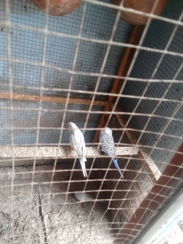 Australian bird for sale 3