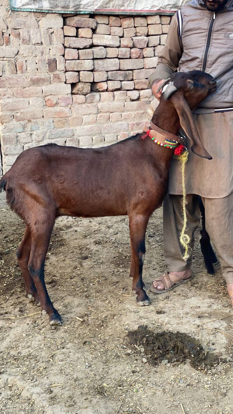 Goat | Nagra Goat |  makhi cheni goat | Breader Goat | Goat For sale 1