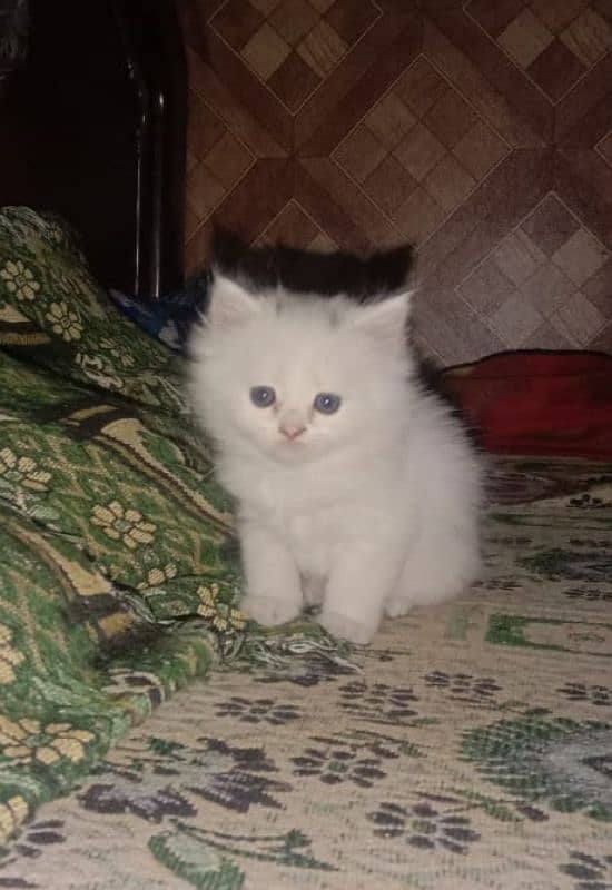 White Pershion Male & Female Kittens for sale 0