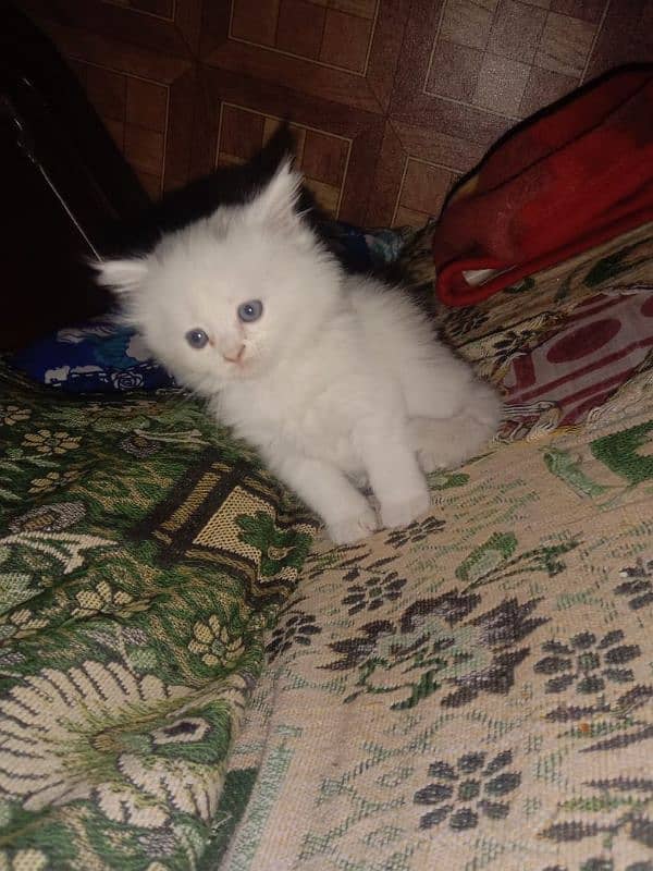 White Pershion Male & Female Kittens for sale 1