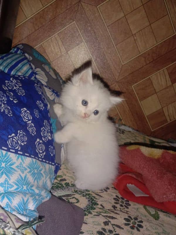 White Pershion Male & Female Kittens for sale 2