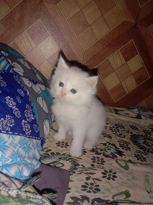 White Pershion Male & Female Kittens for sale 3