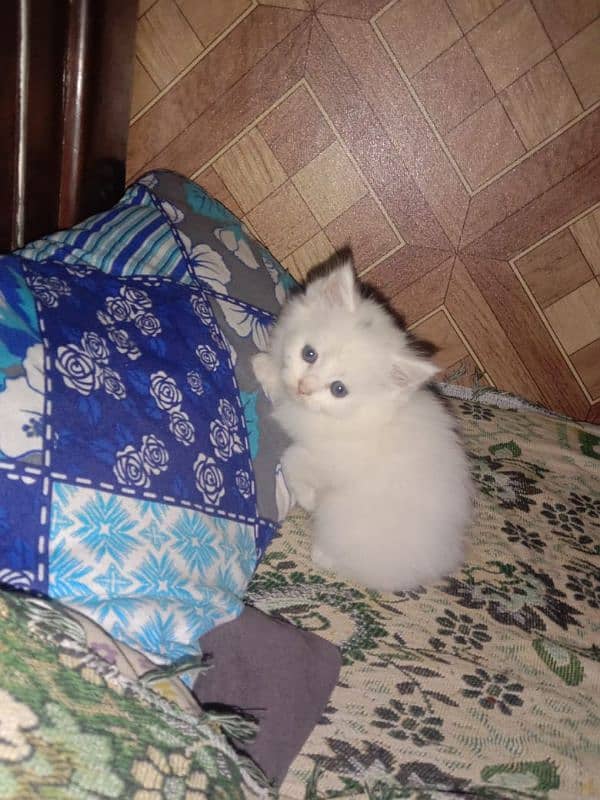 White Pershion Male & Female Kittens for sale 4