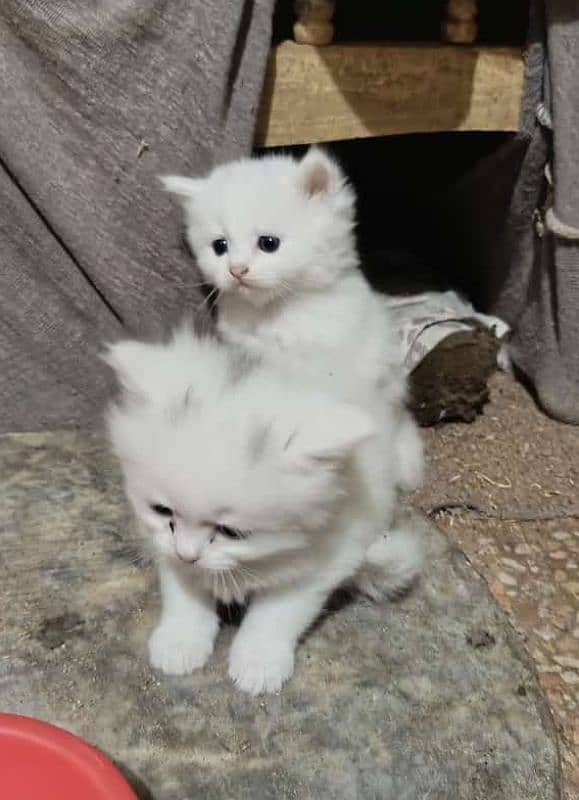 White Pershion Male & Female Kittens for sale 5