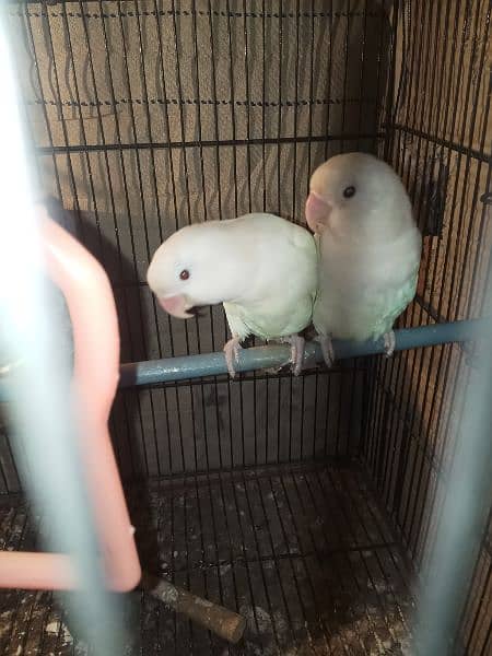 Albino black eyes breder pair Whatsapp nu 03400016144 1