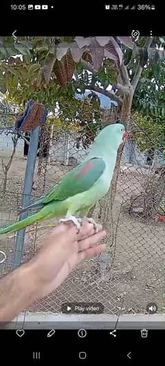 Raw hand taimed and talking parrot