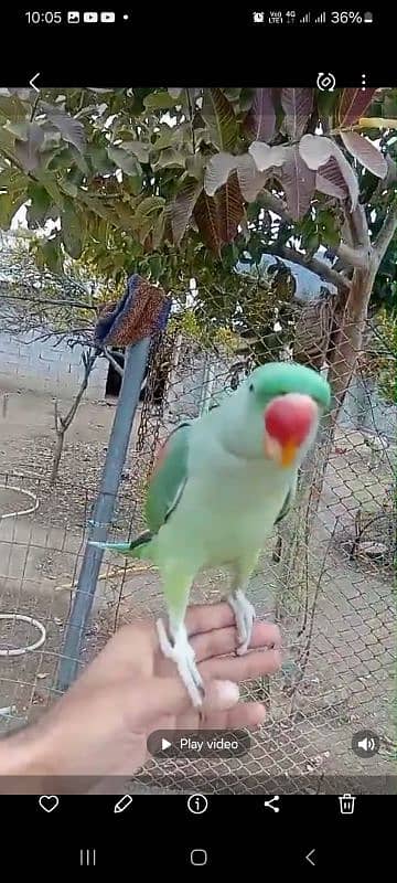 Raw hand taimed and talking parrot 1