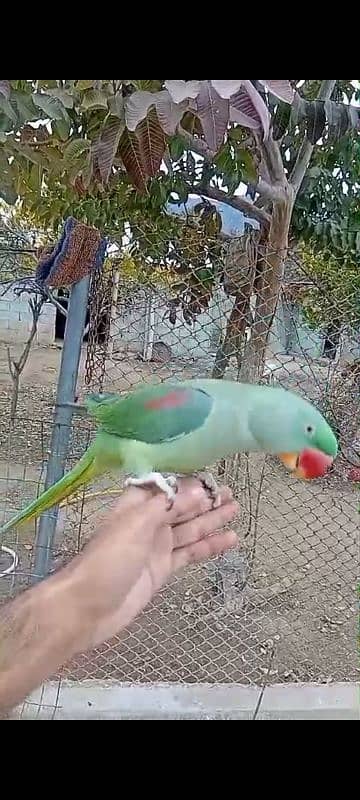 Raw hand taimed and talking parrot 2