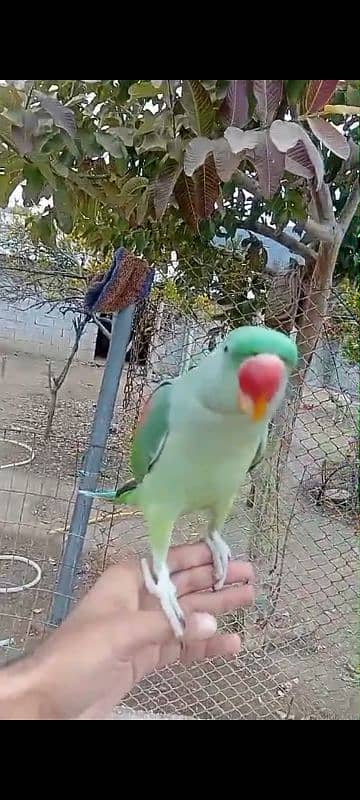 Raw hand taimed and talking parrot 3