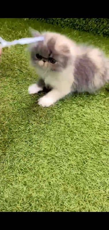 Persian Kitten Piki Face Triple Coated # Watsapp  03486223941 2