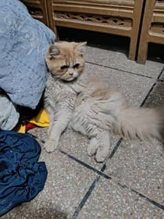 Triple coat Persian male for sale age 9 months completely vaccinated