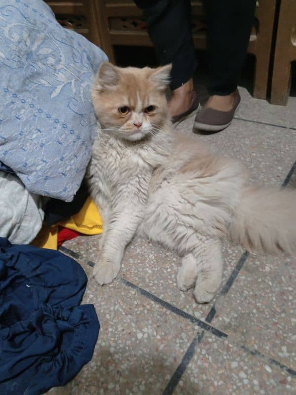 Triple coat Persian male for sale age 9 months completely vaccinated 1