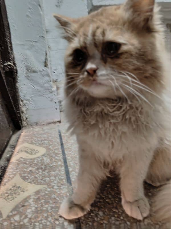 Triple coat Persian male for sale age 9 months completely vaccinated 3