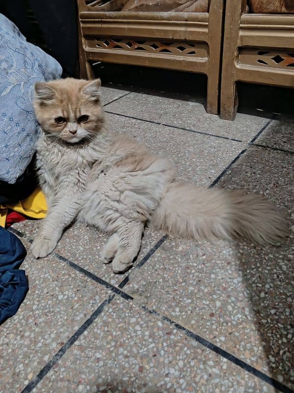 Triple coat Persian male for sale age 9 months completely vaccinated 4