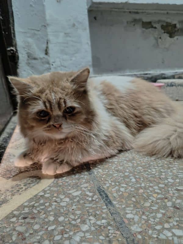 Triple coat Persian male for sale age 9 months completely vaccinated 5