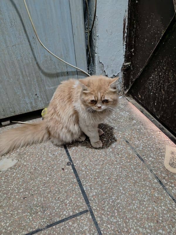 Triple coat Persian male for sale age 9 months completely vaccinated 6